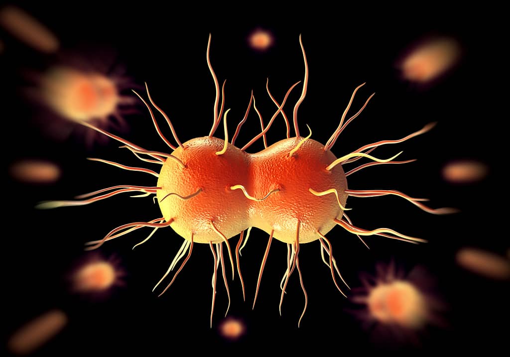 Neisseria-gonorrhoeae-bacteria
